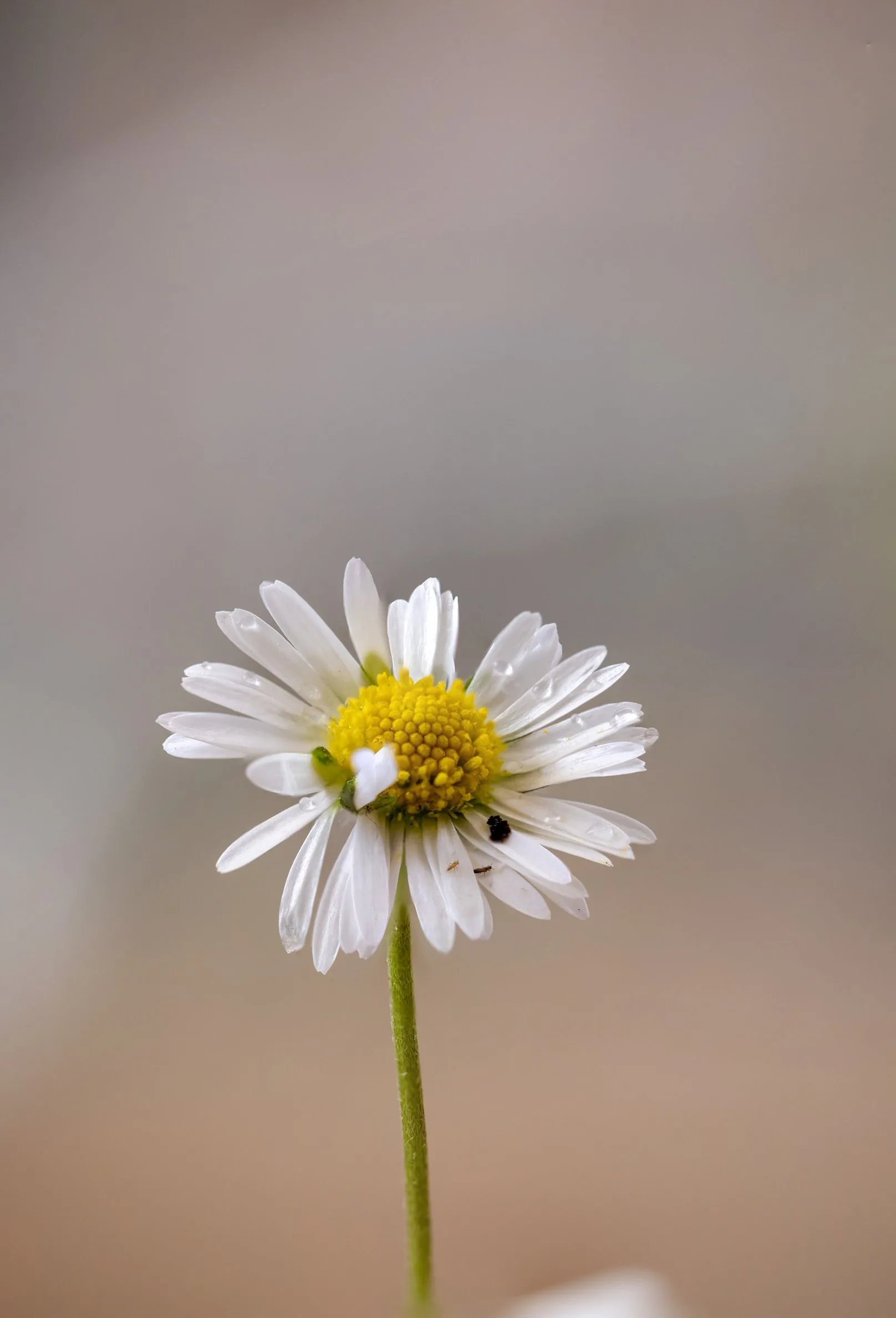 Focus stacking