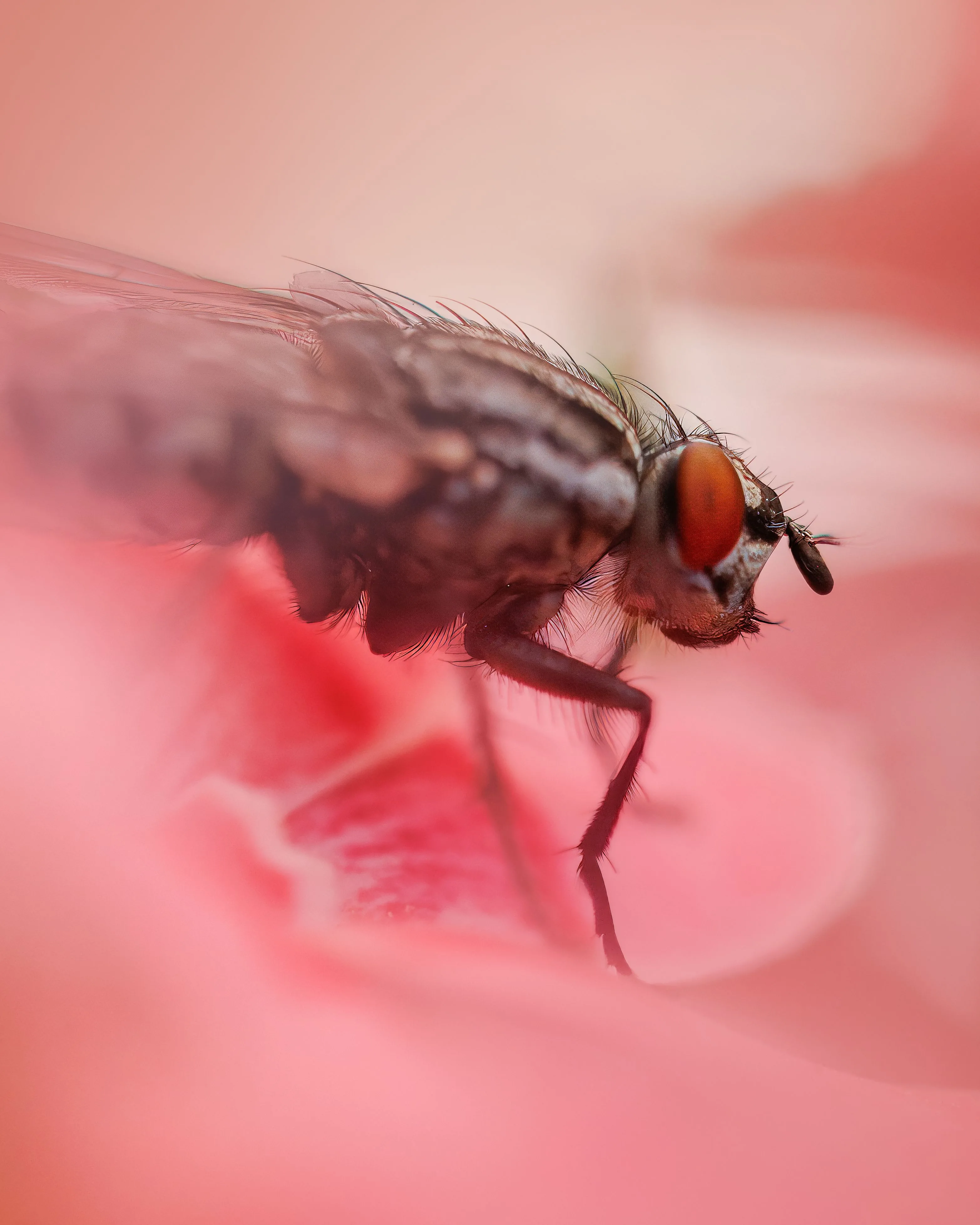 Mijn liefde voor macrofotografie