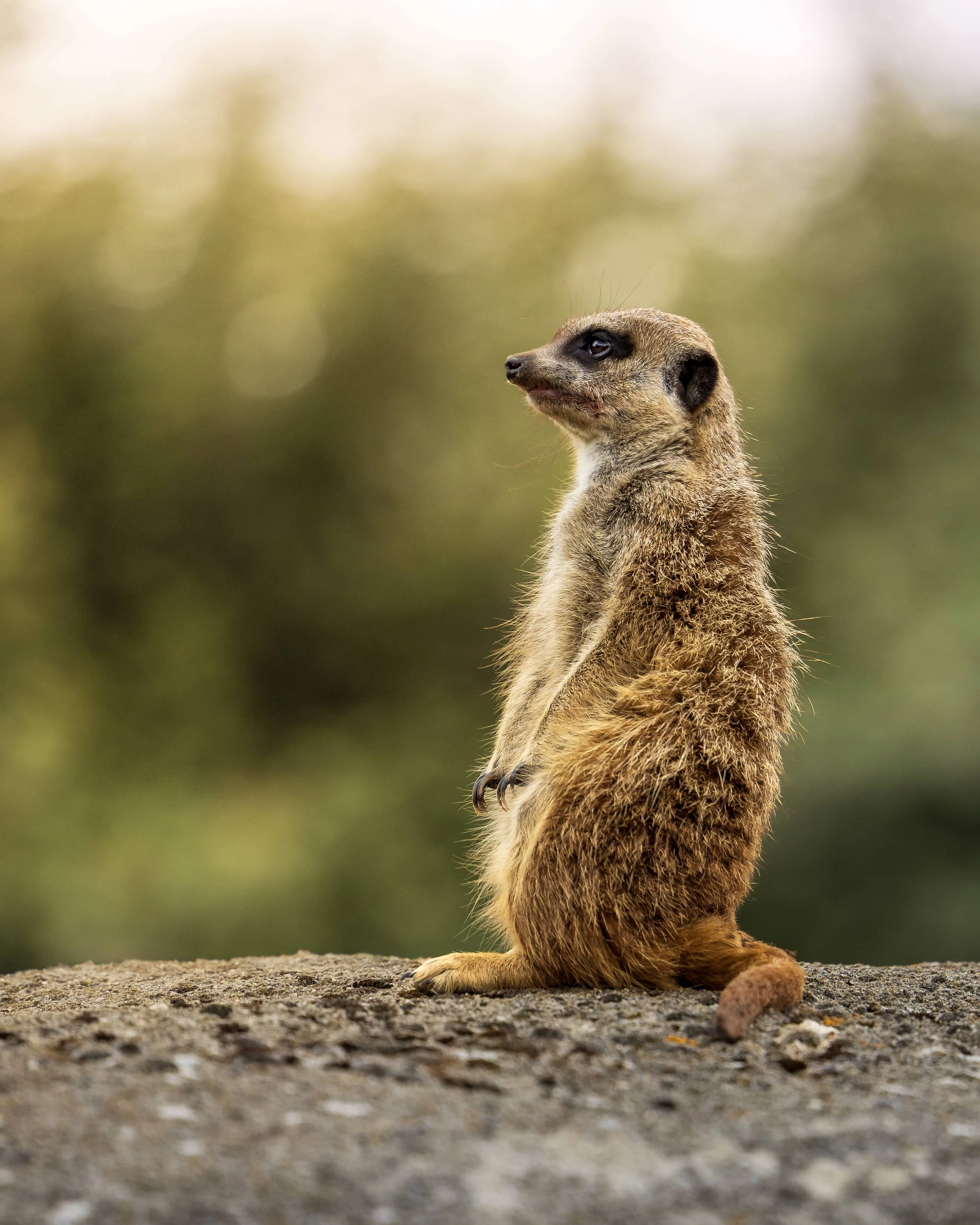 Scherpte en focus onder controle