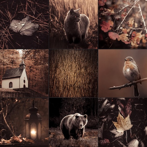Voorbeeld van Lightroom Preset-Mono-Fall