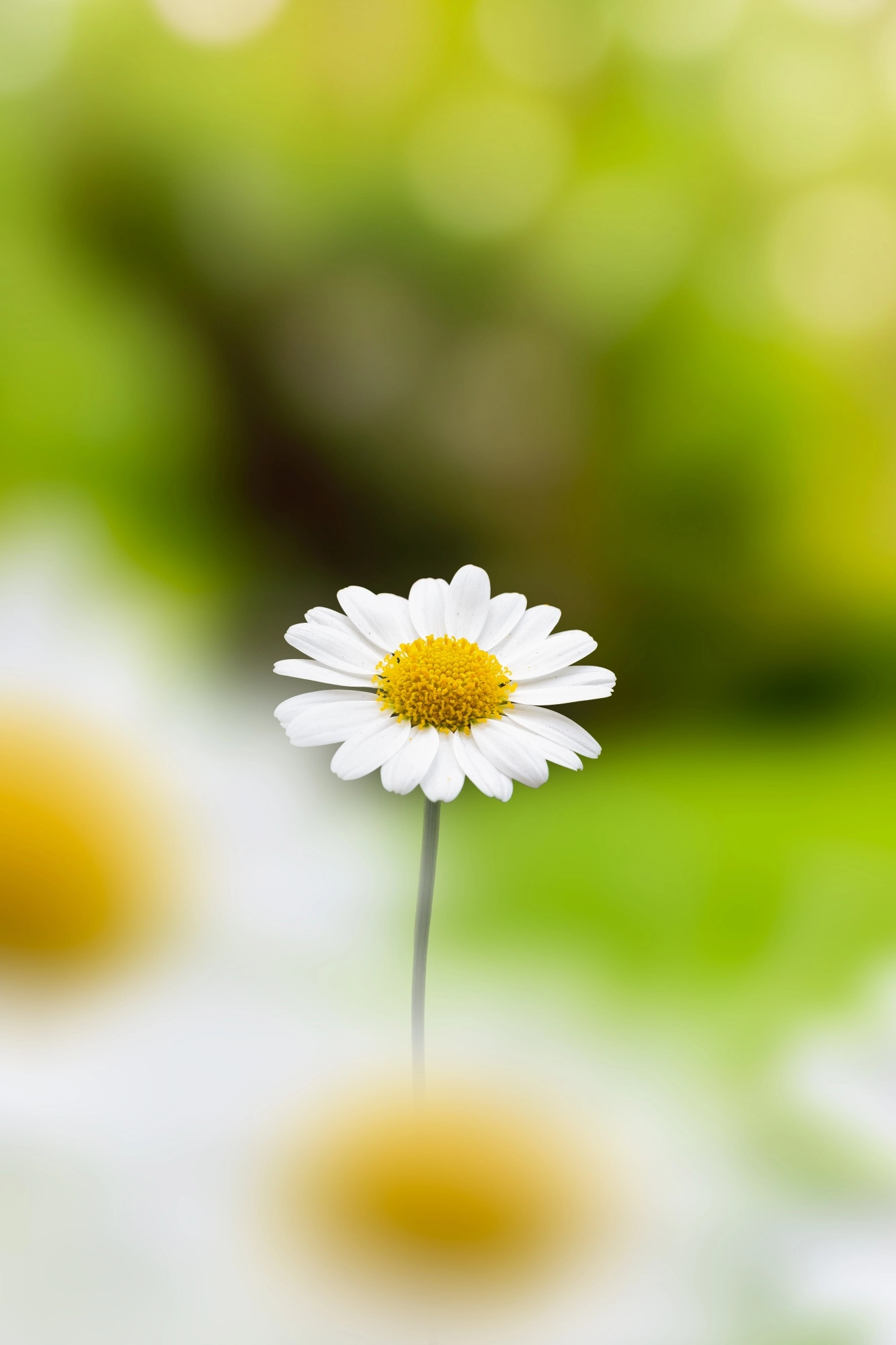 Tussen de margrieten