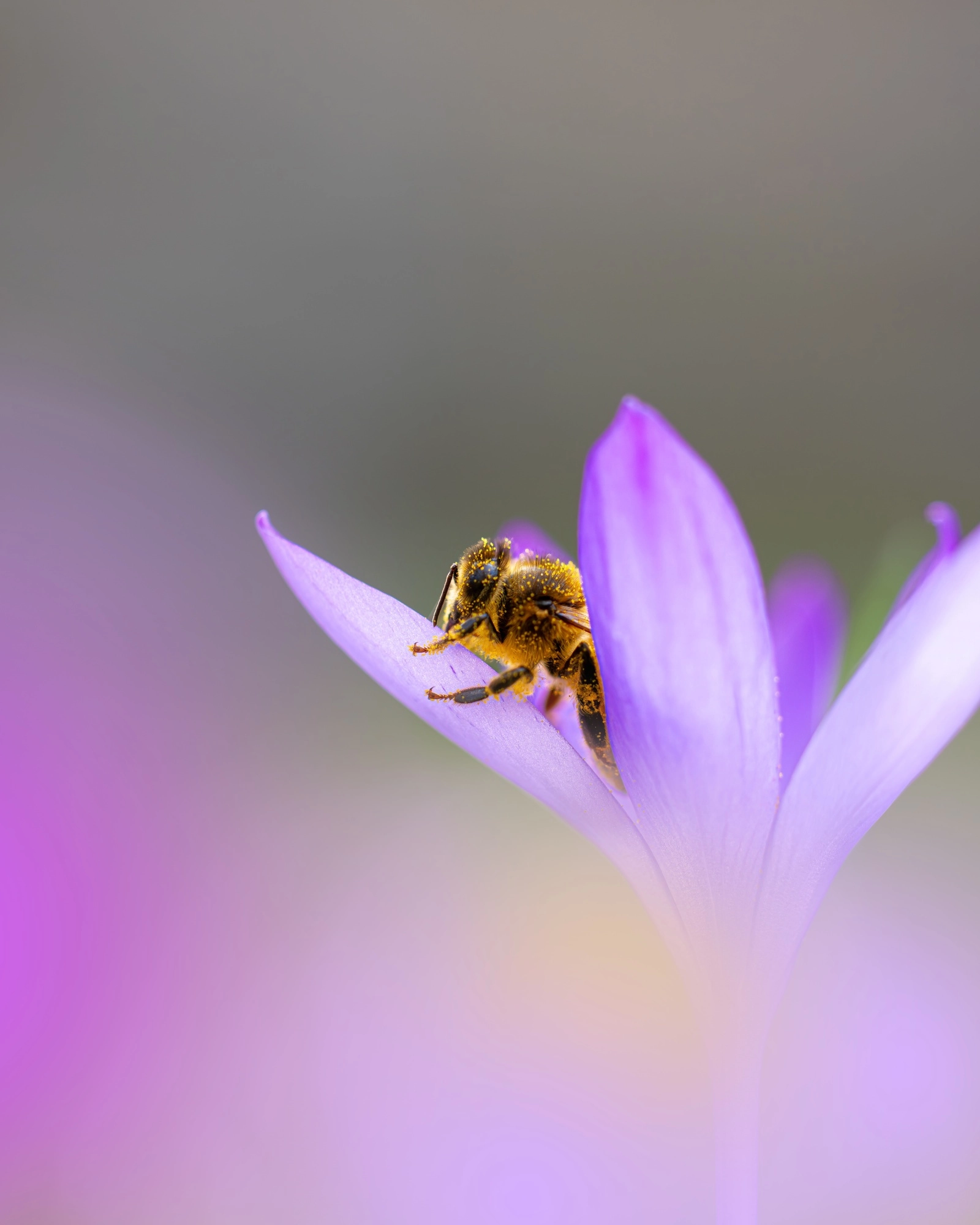 Verstopt tussen de krokus