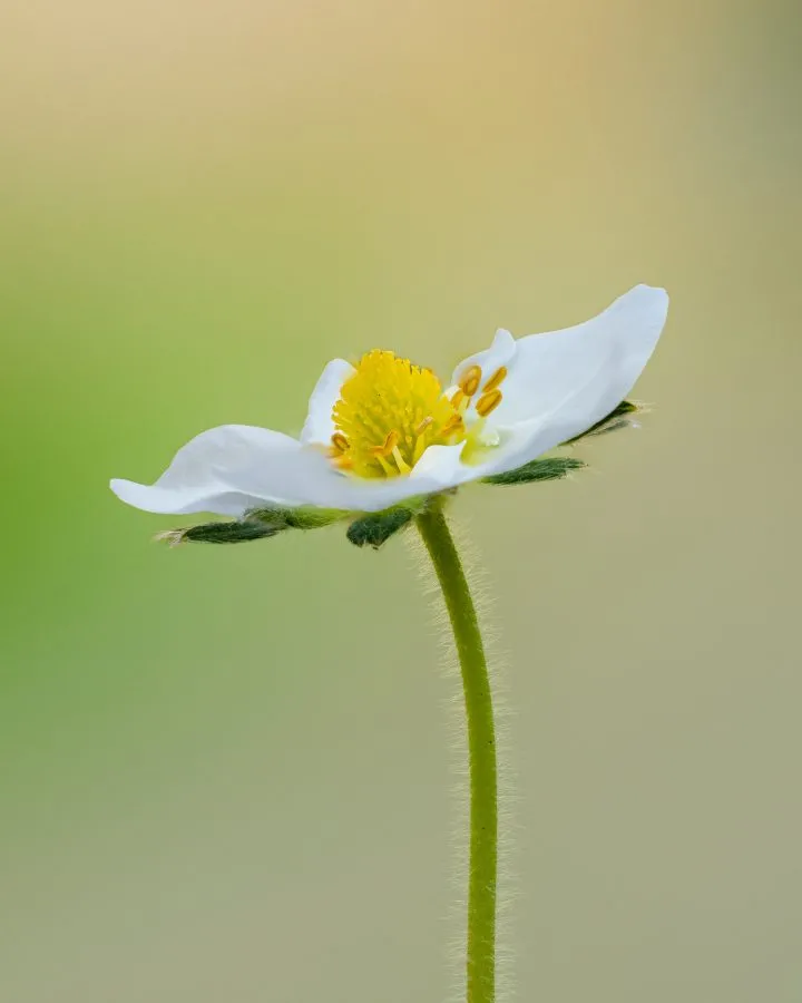Aardbei bloem - Een klein bloemetje met grote belofte 🍓. Deze aardbeibloem stond er stil en zacht bij, maar je weet: hier groeit straks iets lekkers. Alles begint met... - Macro - Emmen, Emmermeer