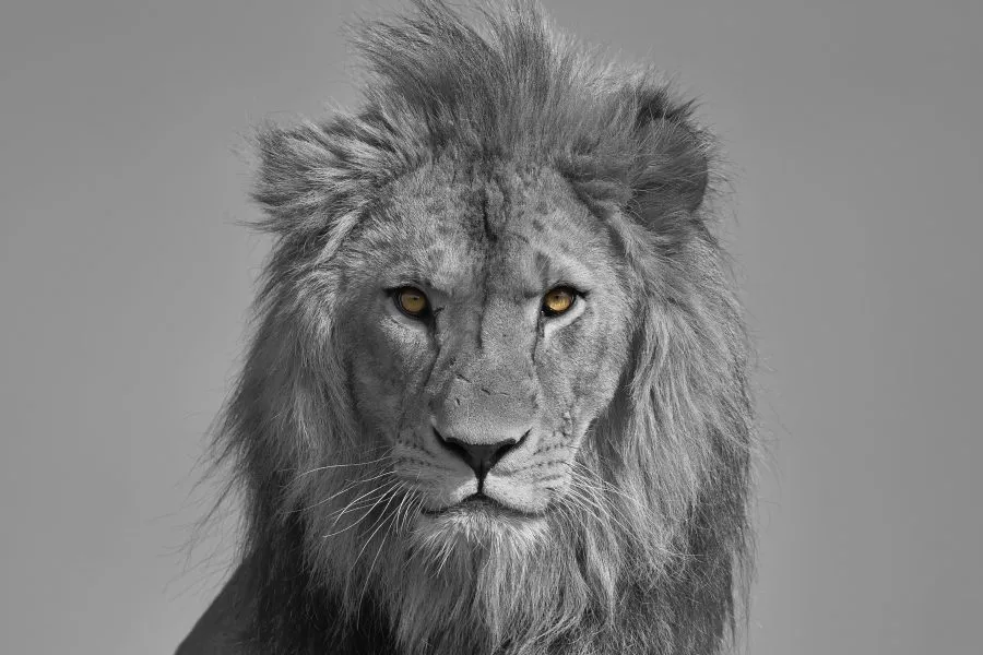 Afrikaanse Leeuw Mason - Koning van de stilte 🌅 Leeuw Mason rust in het gouden licht, zijn manen bewegen zacht in de wind. In zijn blik ligt kracht, in zijn houding rust. Een... - Animals - Emmen, Wildlands Emmen