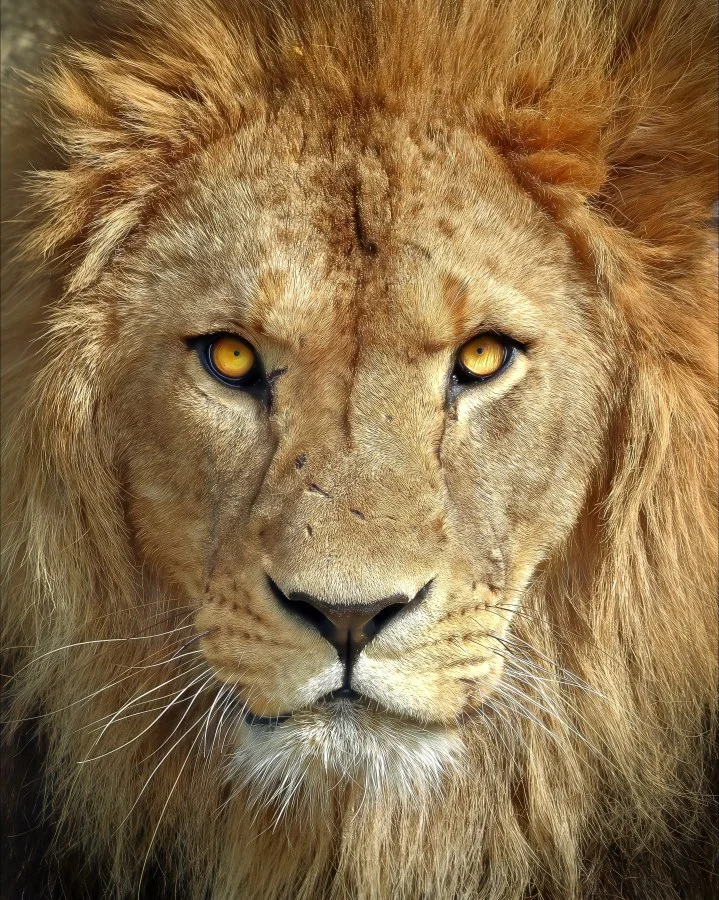 Afrikaanse leeuw Mason - Close-up van Afrikaanse leeuw Mason, zijn blik krachtig en intens. Een moment van pure trots en stilte — de koning van het dierenrijk, gevangen in één... - Animals - Emmen, Wildlands Emmen