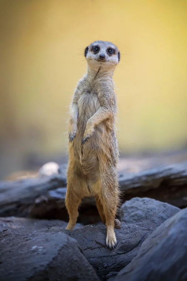 Altijd op wacht - Sommige dieren lijken gemaakt om op te vallen, zonder dat ze daar iets bijzonders voor hoeven te doen. Een stokstaart is daar het perfecte voorbeeld v... - Animals - Ouwehands Dierenpark - Rhenen (Utrec...