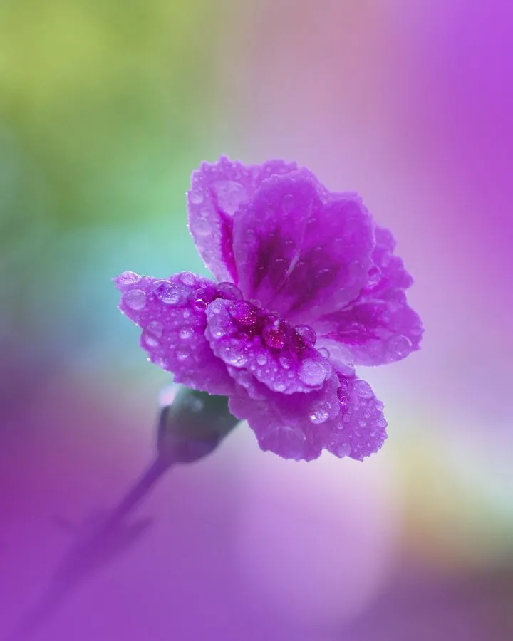 Anjer - Een vleugje magie in de vroege ochtend ✨💜 Deze bloem zat vol dauwdruppels, als kleine parels van de natuur 💧🌸 Een zachte start van de dag! 🔹 Weetje: D... - Macro - Emmen, Emmermeer