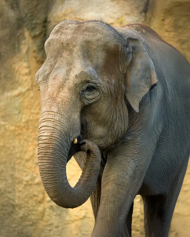Aziatische olifant - De zachte reus van het woud 🌿 De Aziatische olifant beweegt langzaam door het landschap, elke stap vol kracht en kalmte. Haar ogen vertellen verhalen... - Animals - Emmen, Wildlands Emmen