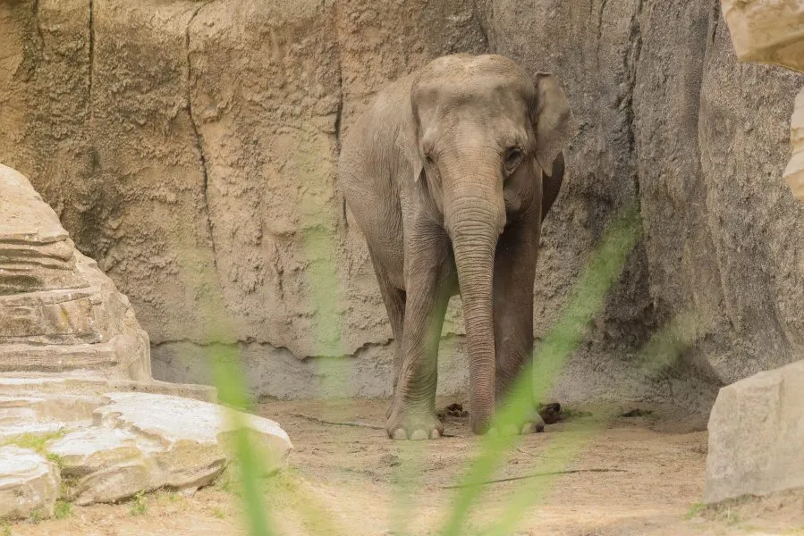 Asiatischer Elefant - Sanft im Wesen, groß im Herzen 🌏 Der Asiatische Elefant zieht mit stiller Würde durch die Landschaft. Jeder Schritt trägt die Kraft der Jahrhunderte u... - Animals - Emmen, Wildlands Emmen
