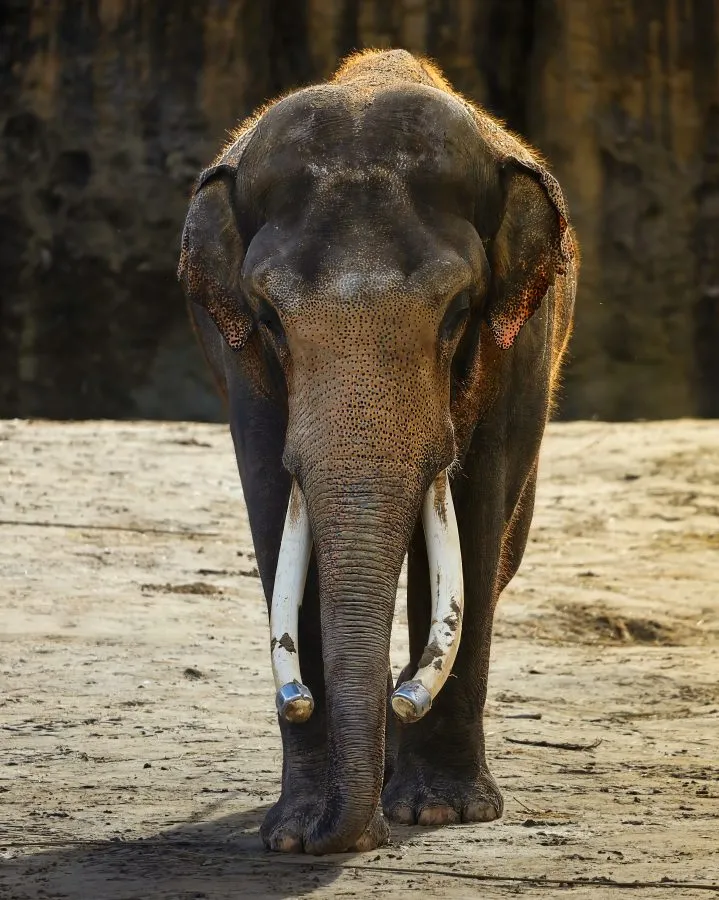 Aziatische Olifant Timber - Kracht in rust 🌿 Olifant Timber beweegt langzaam door het zonlicht, elke stap vol gratie en gewicht. Zijn ogen ademen rust, zijn huid draagt verhalen... - Animals - Emmen, Wildlands Emmen