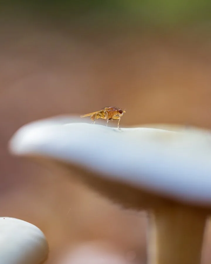 Bananenvlieg - Kleine wereld, groot verhaal 🍄🪰 Op de hoed van een paddenstoel vond ik dit piepkleine vliegje — rustig, bijna trots. Een herinnering dat schoonheid ni... - Macro - Emmen, Emmermeer