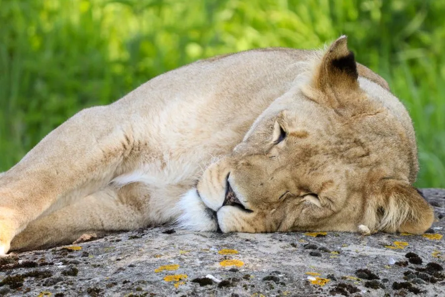 Berberleeuwin - Kracht in stilte 🌅 De Berberleeuwin beweegt met vaste tred door het droge gras, haar ogen gefocust, haar houding vol rust. In haar schuilt de ziel van... - Animals - Emmen, Wildlands Emmen