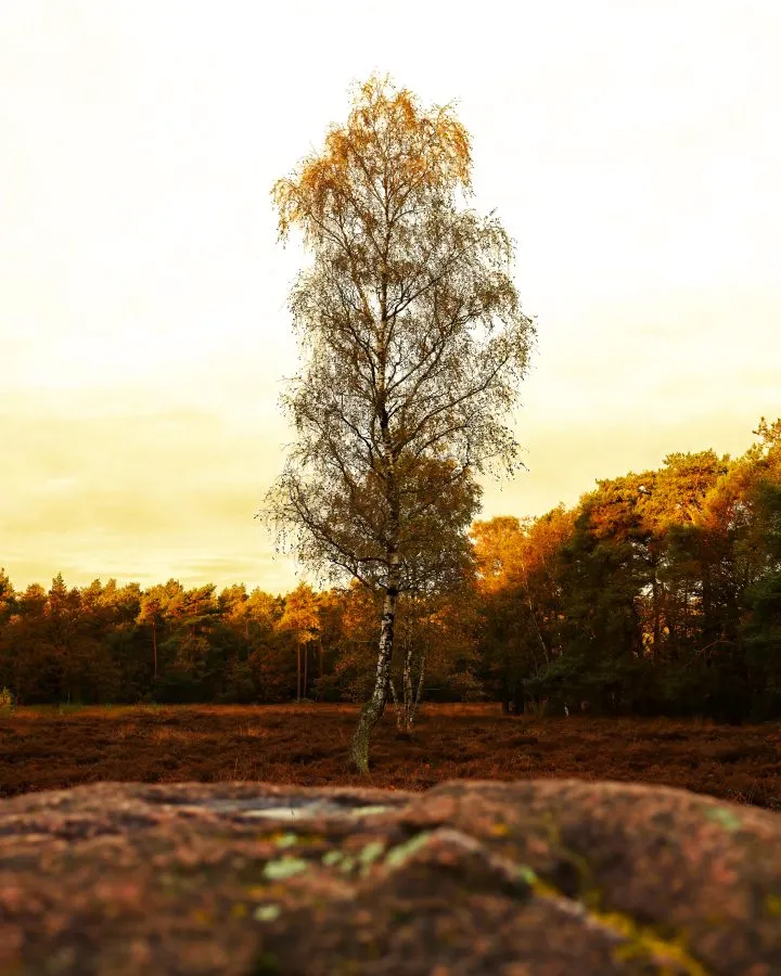Berk in Heidelandschap - Witte wachter in het avondlicht 🌅 De berk staat fier tussen de heide, haar bast glanst in het warme licht van de ondergaande zon. Ze is een van de eer... - Landscape - Emmen, Valtherbos Emmen