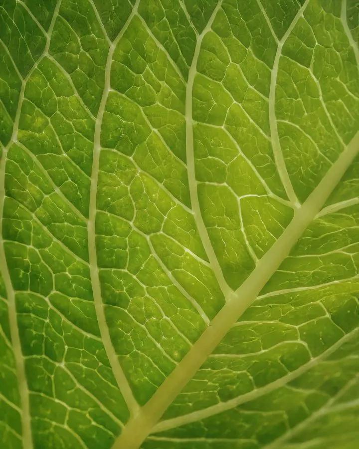 Blad van Hortensia - De natuur maakt de mooiste patronen 🍃🔍 Van veraf een simpel blad, van dichtbij een kunstwerk vol lijnen, licht en textuur. 🌟 - Macro - Emmen, Emmermeer