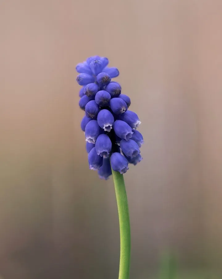 Grape hyacinth - A cluster of grape hyacinths blooming among the spring greenery. - Macro - Emmen, Emmermeer