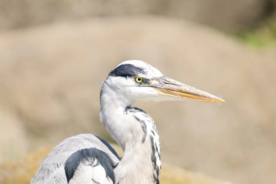 Blauwe reiger - Stilte aan het water 🌾 De blauwe reiger staat roerloos aan de oever, zijn blik gefocust, zijn houding vol gratie. Elke beweging is bedachtzaam, elke a... - Animals - Emmen, Wildlands Emmen