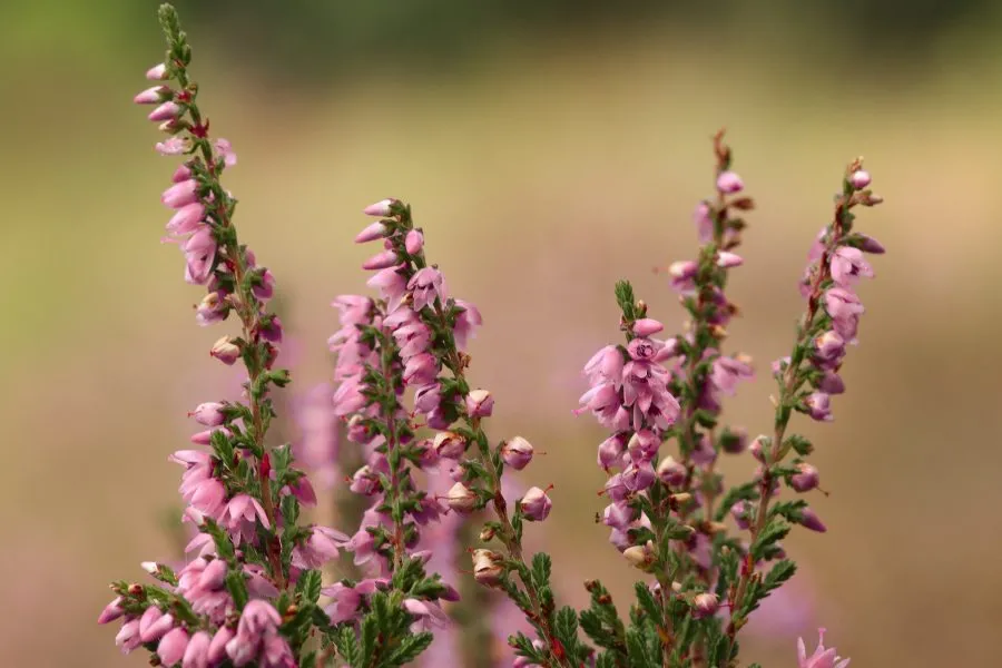 Bloeiende heide - De adem van de zomer 🌾 De heide kleurt het land in tinten van paars en goud. De wind strijkt er zacht doorheen, als een fluistering van warmte en tijd... - Nature - Emmen, Emmermeer
