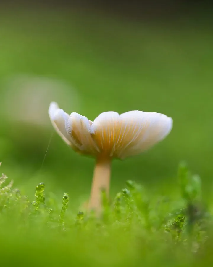 Blütenpilz - Die Blume des Waldes 🌿 Der Blütenpilz öffnet seinen Hut wie Blütenblätter im Licht – zart gewellt und elegant geformt. Sein würziger Duft zieht Insekt... - Macro - Emmerdennen, Emmen