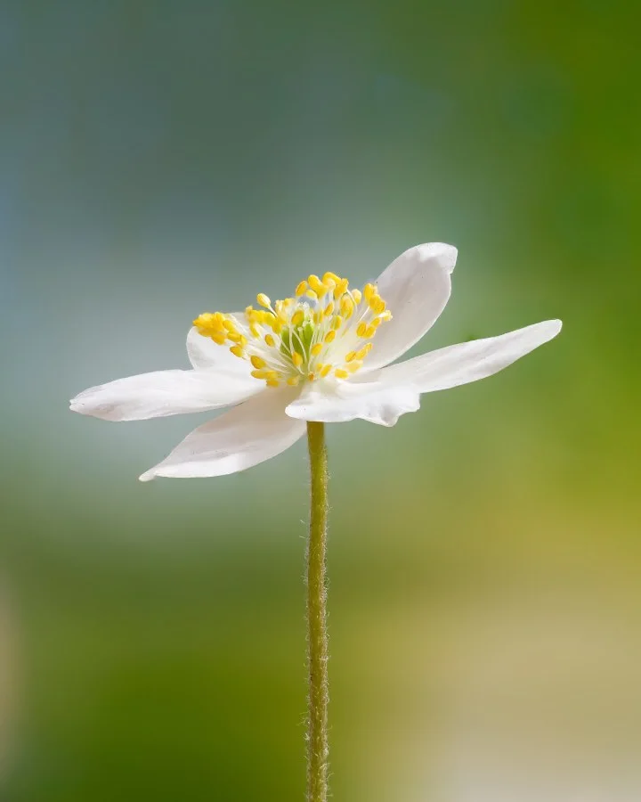 Wood anemone - So simple, yet so beautiful 🤍🌿 The wood anemone is one of the first to bloom in spring. And when the sun comes out, it spreads its petals as if to say... - Macro - Emmen, Emmermeer
