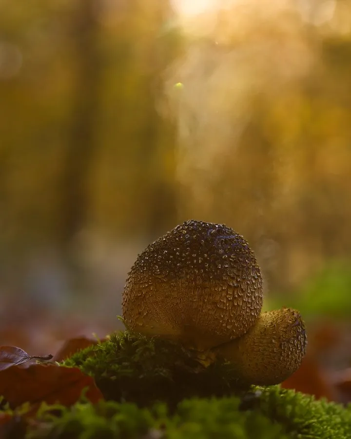 Brauner Stäubling - Eine Wolke voller Leben 🌿 Zwischen dem Moos wartet der Braune Stäubling geduldig auf einen Hauch von Wind. Eine Berührung – und eine Wolke voller Spor... - Macro - Nationaal Park Dwingelderveld