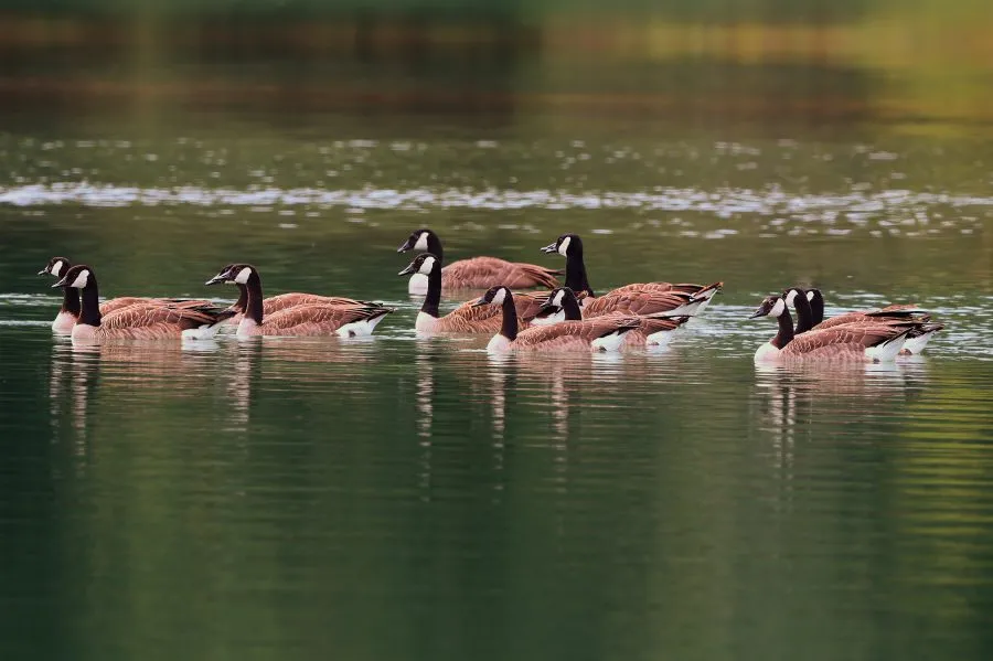 Canadese Ganzen in het Meer - Rust in beweging 🌅 De Canadese ganzen glijden langzaam over het water, hun reflecties breken zacht in het licht. Het meer ademt stilte, alleen het ger... - Animals - Emmerschans, Emmen