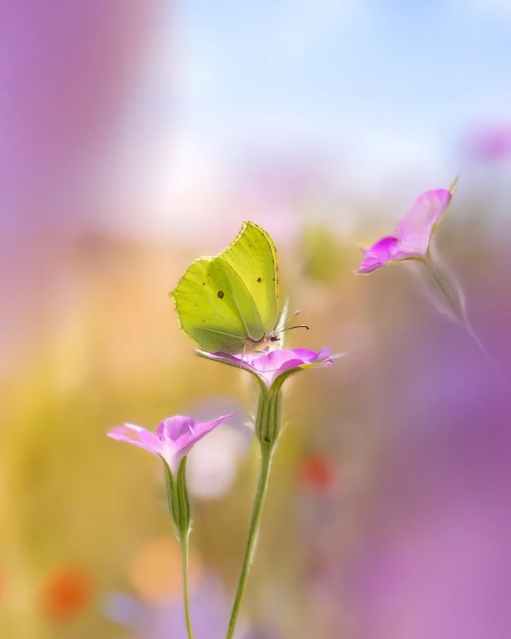 Citroenvlinder - Gewoon… wauw 😍 Soms hoef je niet te zoeken. Soms komt de magie gewoon naar je toe. Zoals deze citroenvlinder — zachtjes neergestreken tussen al dat kl... - Macro - Emmen, Emmermeer