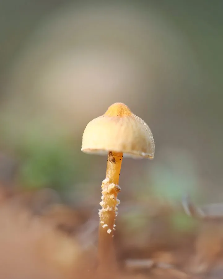 Crinipellis - Zart und fast unwirklich 🌿 Die Crinipellis wirkt, als käme sie direkt aus einem Traum. Mit ihren feinen Stielen und den leicht behaarten Hütchen fängt... - Macro - Noordbargerbos, Emmen