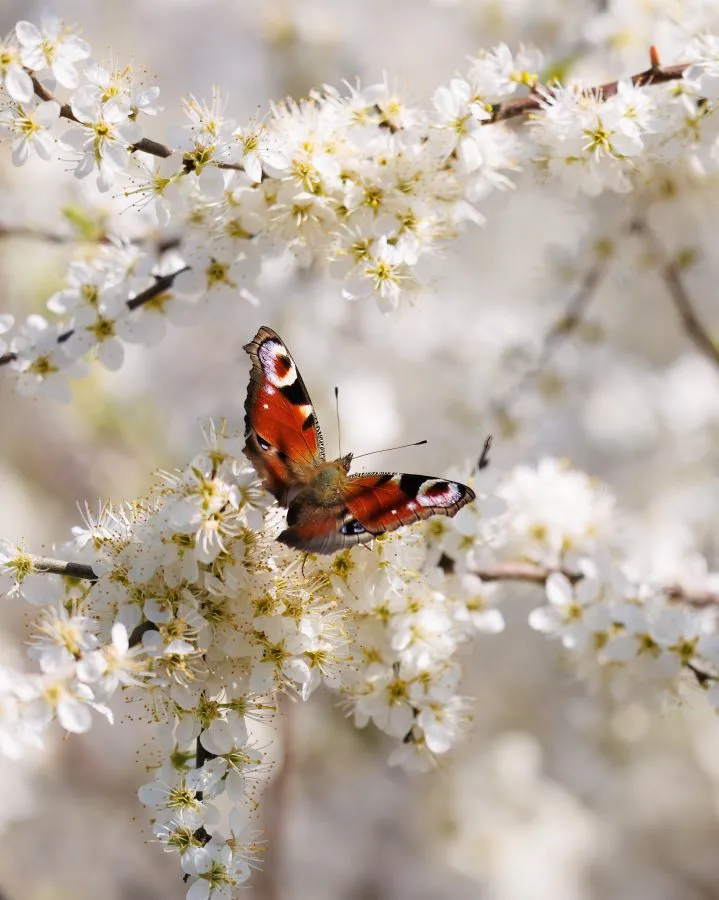 Tagpfauenauge - Dieser Schmetterling sieht aus wie ein kleines Juwel zwischen all den weißen Blüten ✨. Ich liebe, wie seine leuchtenden Farben sich vom sanften Hinter... - Macro - Orvelte