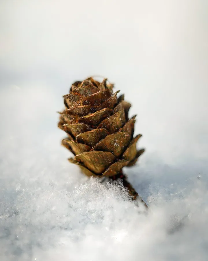 Tannenzapfen im Schnee - Ein Tannenzapfen liegt halb bedeckt im frischen Schnee. - Macro - Valthe
