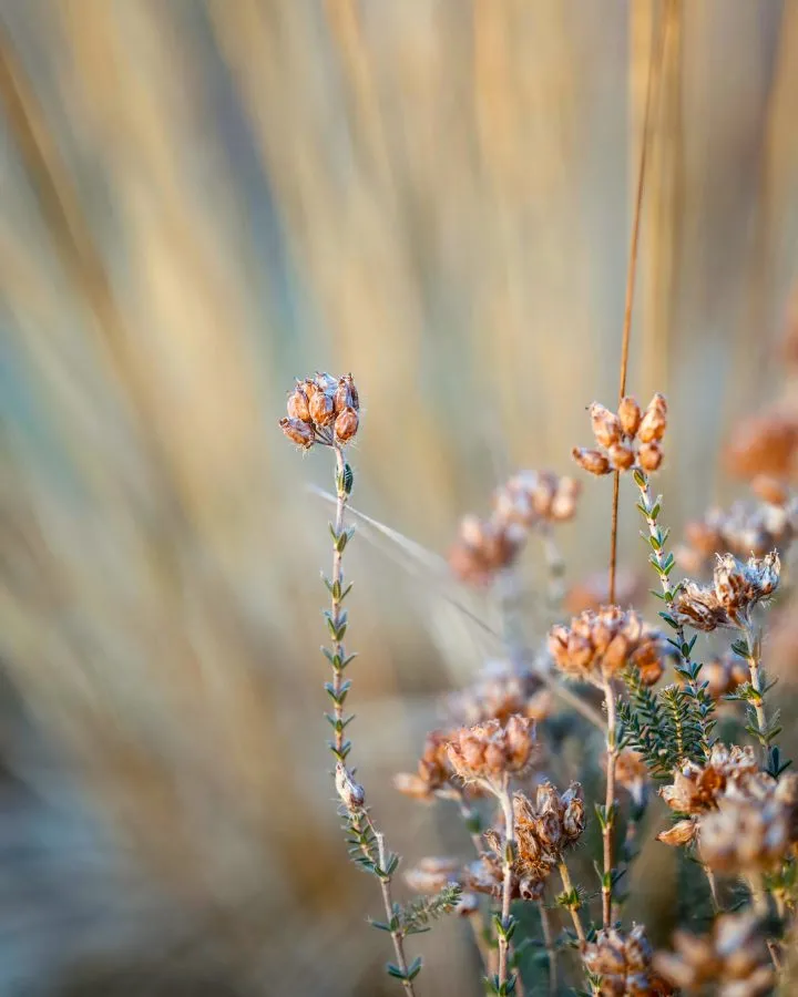 Dopheide - Oranje dopheide bloeit uitbundig met haar kenmerkende klokvormige bloemen. - Nature - Exloo