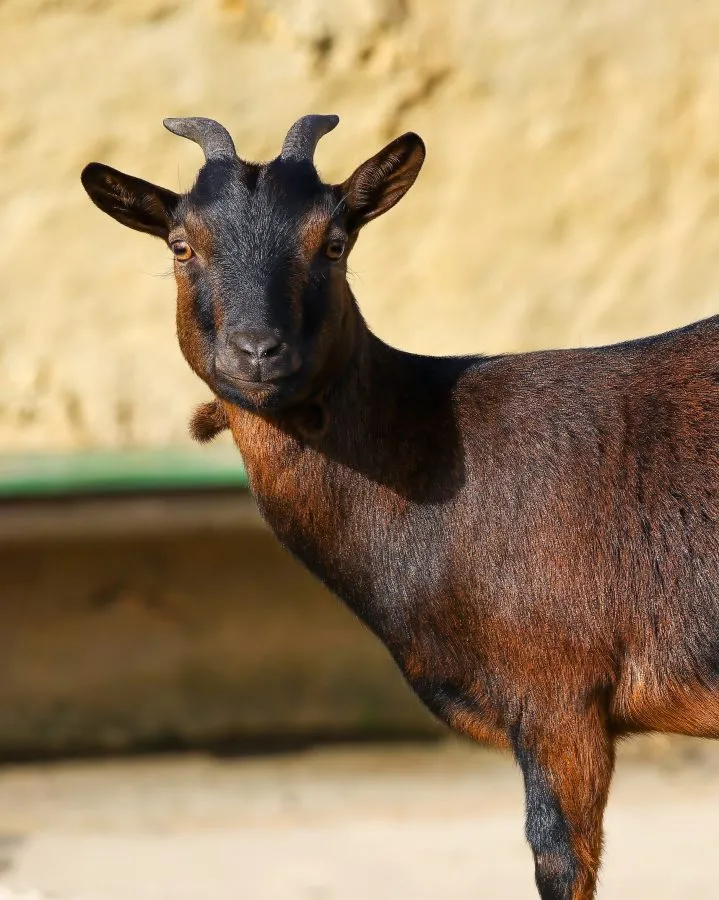 Dwerggeit - Nieuwsgierig naar de wereld 🌿 De dwerggeit kijkt op, oren gespitst, klaar om het volgende avontuur te ontdekken. Klein van stuk, maar groot in persoon... - Animals - Emmen, Wildlands Emmen