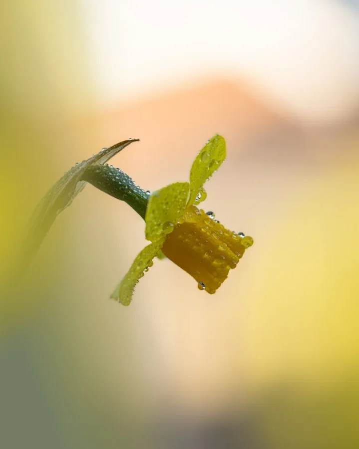 Een frisse start - Even vroeg op pad en dit is wat je krijgt… rust, kleur en van die kleine details waar je gewoon even voor stil blijft staan. 🌿💧 - Macro - Emmen