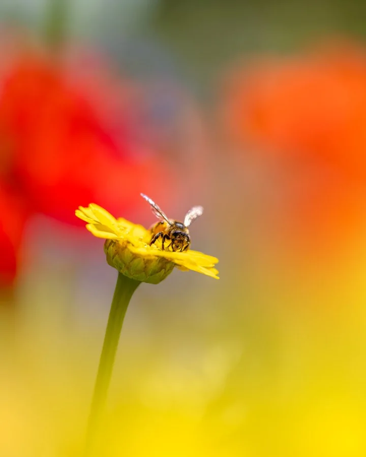Even een bijzaakje - Even een bijzaakje 🐝😉 Tussen al die zomerkleuren vond ik dit kleine moment van puur geluk. Een bloem, een bij, en een beetje zonlicht — meer heeft het... - Macro - Emmen, Emmermeer