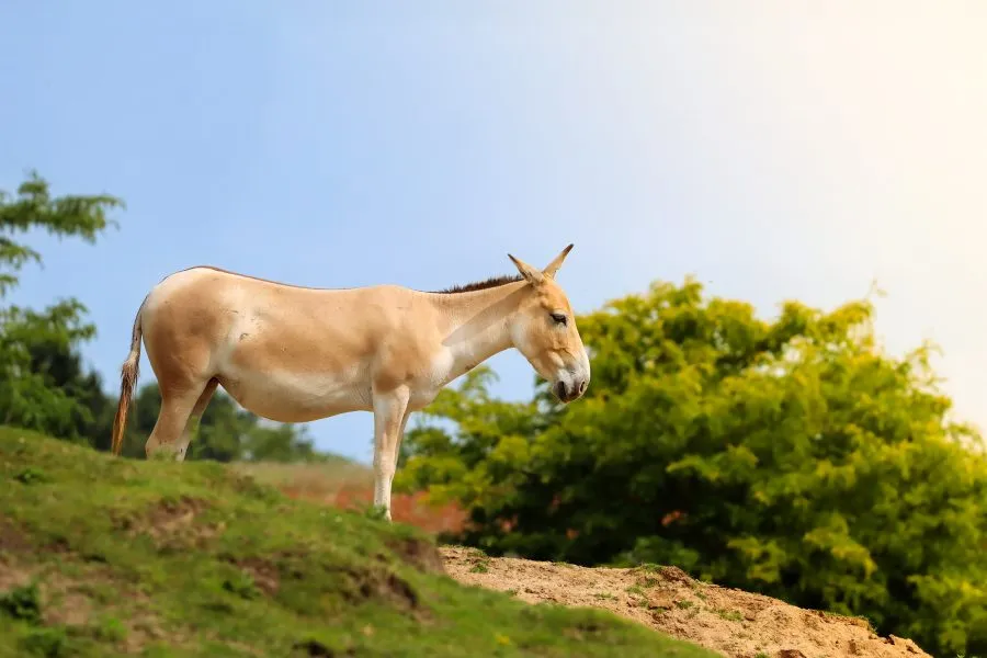 Ezel op de Heuvel - Tussen zon en stilte 🫏 🌤️ De ezel staat hoog op de heuvel, zijn silhouet zacht omlijnd door het licht. De wind beweegt door het gras, de wereld lijkt... - Animals - Emmen, Wildlands Emmen