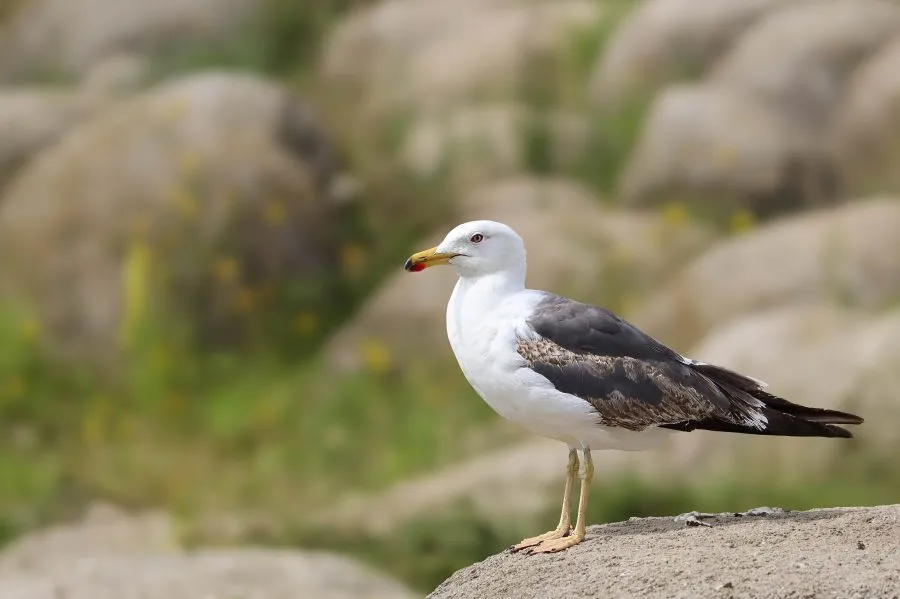 Yellow-legged Gull - Elegant and determined 🌤️ The Yellow-legged Gull embodies strength in simplicity. With her bright yellow legs and watchful gaze, she seems to read the... - Animals - Emmen, Wildlands Emmen