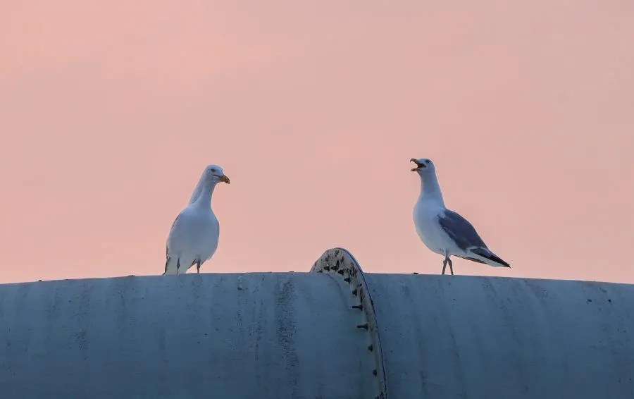Geelpoot meeuwen - Rust tussen wind en golven 🌤️ De geelpootmeeuwen staan op een oude buis boven het water, hun veren glanzend in het licht. De wind speelt langs hun vle... - Animals - Wassenaar
