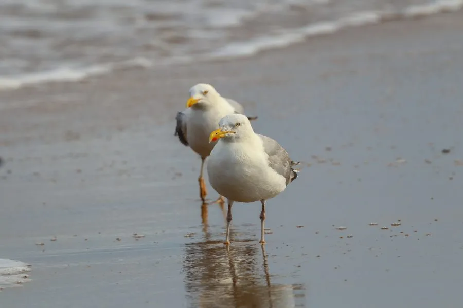 Geelpootmeeuwen op het strand - Rust tussen zand en zee 🌤️ De geelpootmeeuwen staan in het warme zand, de wind tilt zacht hun veren op. De zee ruist dichtbij, het licht speelt over h... - Animals - Wassenaar