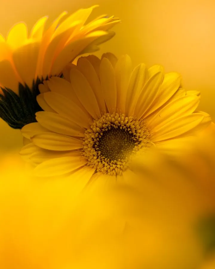 Gerbera - Wat een zonnestraal in bloei ☀️ Deze gerbera’s vullen het beeld met puur geel geluk. Zacht licht, volle vormen, en een beetje lente in elke vezel. - Macro - Emmen, Emmermeer