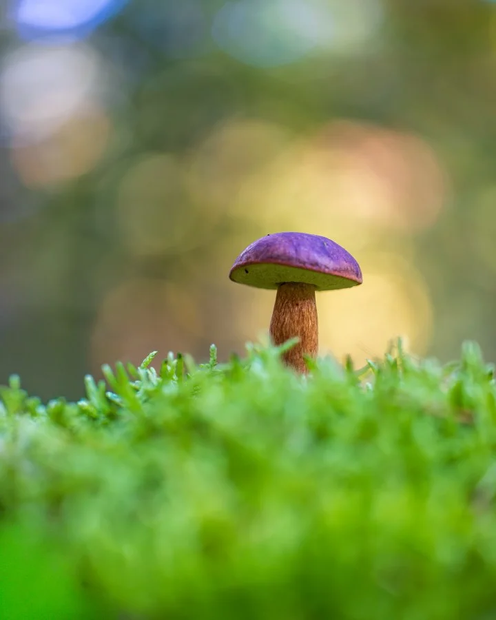 Gewone berkenboleet - Tussen mos en herfstlicht 🍄 Zo rustig, zo puur. De gewone berkenboleet stond daar alsof hij wist dat het zijn moment was — badend in zacht zonlicht en... - Macro - Emmen, Emmermeer