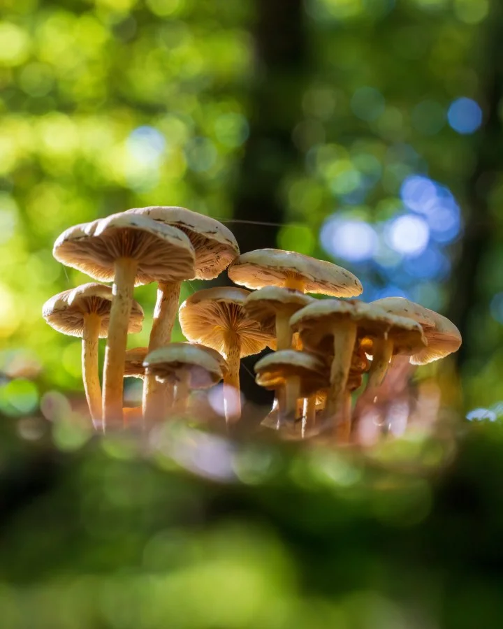Gewone zwavelkop - Bundel van schoonheid 🍄✨ Een groepje paddenstoelen, gevangen in een straal zonlicht — meer hoeft het niet te zijn. 🔹 Weetje: De gewone zwavelkop (Hyph... - Macro - Emmen, Emmermeer