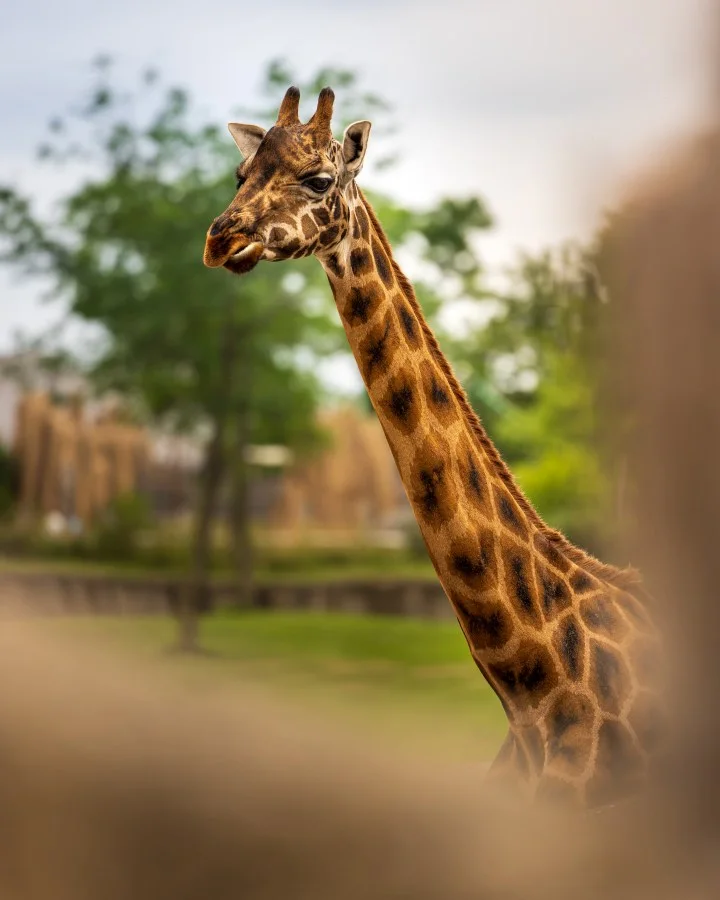 Giraf - Zo sierlijk en toch zo krachtig. De giraf is wat mij betreft een wandelend kunstwerk 🦒 Met z’n lange nek torent hij overal bovenuit, maar vandaag ston... - Animals - Emmen, Wildlands Emmen