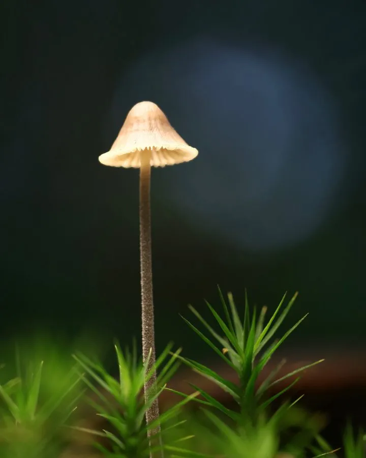 Grasstiel-Mycena - Lichtpunkt im Moos 🌿 Zart und aufrecht steht die Grasstiel-Mycena zwischen dem Grün. Ihr schlanker Stiel fängt das Licht, der Hut schimmert wie feine... - Macro - Nationaal Park Dwingelderveld