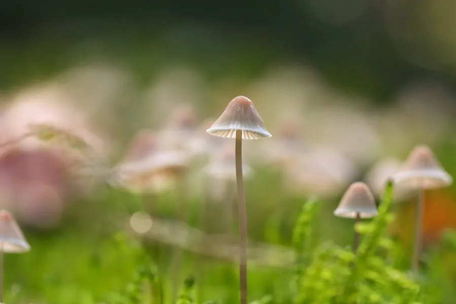 Gruppe Grasstiel-Mycenen - Kleine Laternen im Moos 🌾 Eine Gruppe Grasstiel-Mycenen wiegt sich sanft im feuchten Walblicht. Ihre dünnen Stiele scheinen zu schweben, ihre Hüte gli... - Macro - Emmerdennen, Emmen