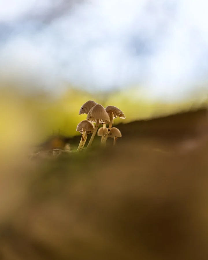 Groep Mycena’s op een boomstam - Samen naar het licht 🌿🍄 Een klein groepje Mycena’s, dicht bij elkaar op een oude boomstam. Alsof ze allemaal tegelijk naar dat ene straaltje zon reike... - Macro - Exloo