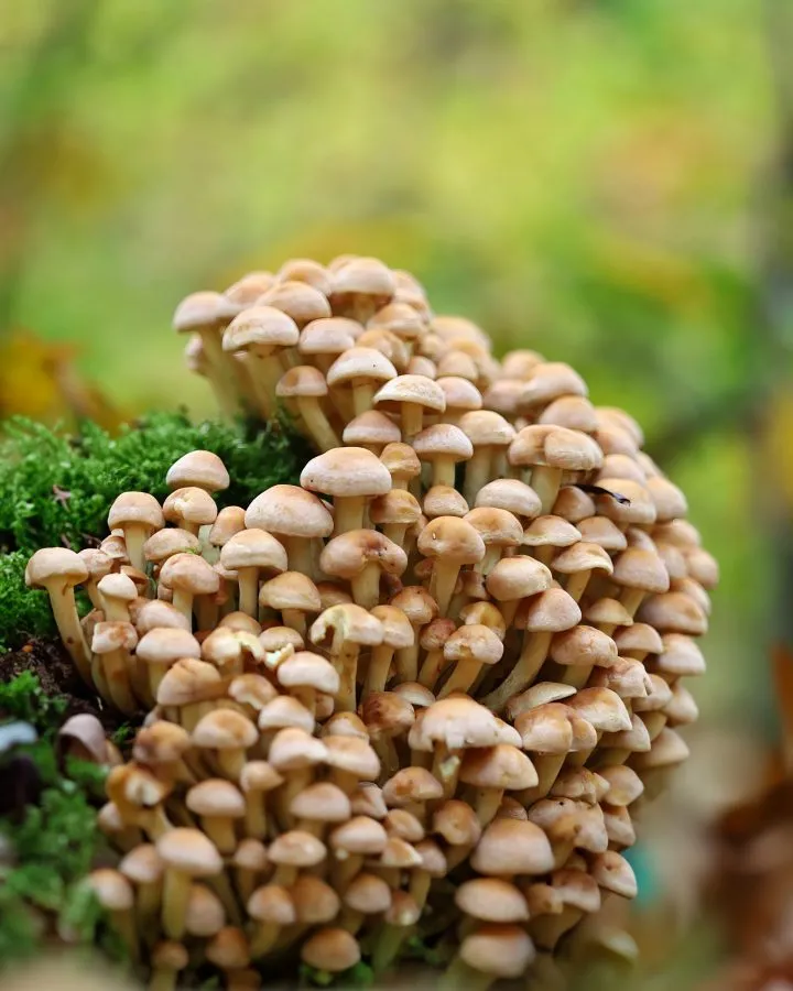 Große Gruppe von Kiefern-Schwefelköpfen - Gold zwischen den Nadeln 🌿 Zwischen Kiefernnadeln und Moos wächst eine Gruppe Kiefern-Schwefelköpfe – kleine Hüte, die wie ein goldener Teppich im Her... - Macro - Emmen, Valther...