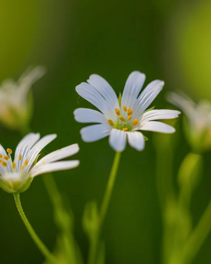 Greater chickweed - So tiny, so calm 🌿. These white blooms swayed gently in the breeze, catching the warm light. I love how soft everything felt. A little moment of peace... - Macro - Sleen
