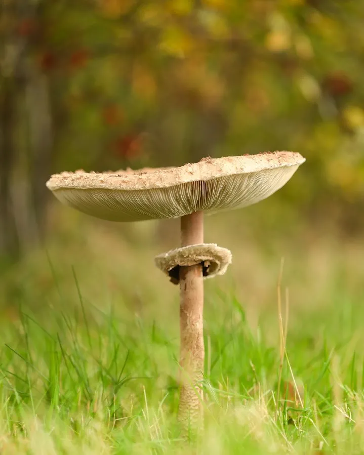 Parasol Mushroom - Beauty beneath the canopy 🌿 The parasol mushroom spreads its cap like a quiet umbrella of light — sometimes reaching up to thirty centimetres across.... - Macro - Emmen, Valtherbos Emmen