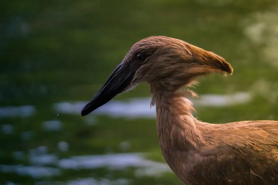 Hamerkop - Tussen mystiek en eenvoud 🌾 De hamerkop staat roerloos bij het water, haar silhouet scherp tegen het licht. In haar rustige blik schuilt iets ouds, ie... - Animals - Emmen, Wildlands Emmen