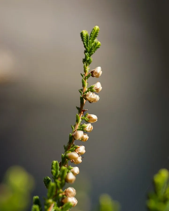 Heather - Close-up of heather revealing its tiny, delicate flowers. - Macro - Emmen, Emmermeer