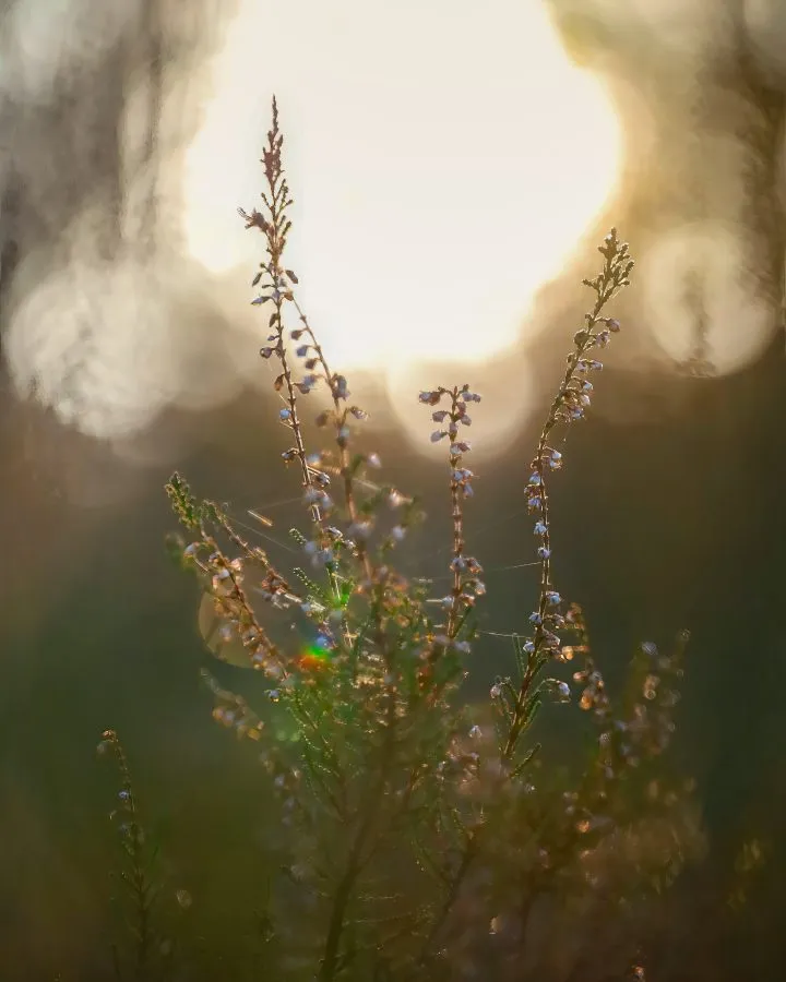 Heide - Heidevelden baden in het gouden licht van de zonsondergang. - Nature - Exloo